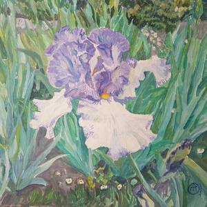 Lavender Iris