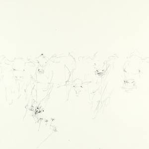 Curious Cattle Approaching