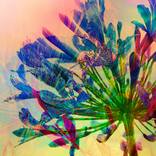 Agapanthus by Jo Elizabeth
