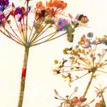 Colourful Cow Parsley by Jo Elizabeth
