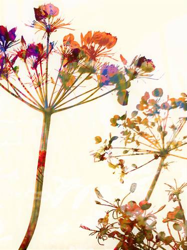 Colourful Cow Parsley thumb