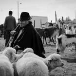 Lonely sheep - Edition 1/20 by Fran Zangari
