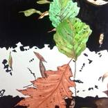 Collection Collection 1:NATURAL FORMS (marker pen and ink)