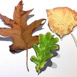 Collection Collection 1:NATURAL FORMS (marker pen and ink)