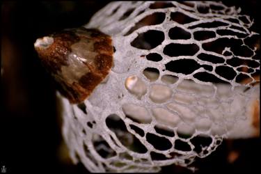 veiled mushroom... thumb