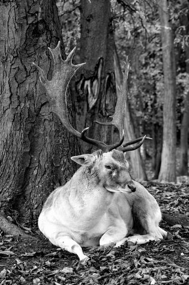 Print of Documentary Animal Photography by Christophe Piper