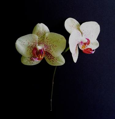 Phalaenopsis - Limited Edition 1 of 10 thumb