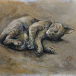 Sleeping Cat ll by Malcolm Tait