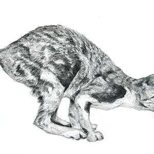 Collection Animal Drawings