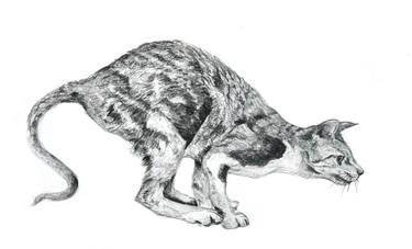 Print of Realism Cats Drawings by Malcolm Tait