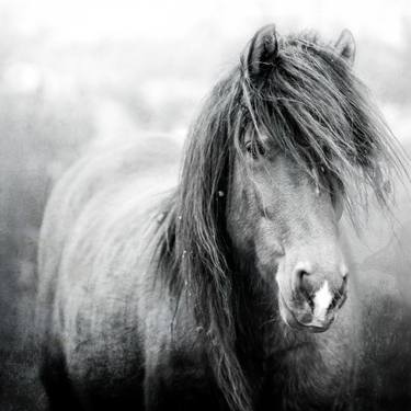 Original Horse Photography by Lucy Unsworth