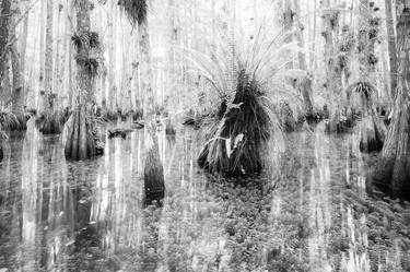 Infrared Everglades tree swamp - Limited Edition of 5 thumb