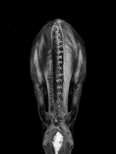 Original Fine Art Horse Photography by Irina Kazaridi