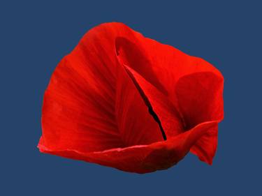 Red Poppie thumb