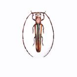 Beetle 3 by Offko Pazhina