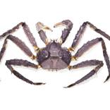 Red King Crab by Offko Pazhina