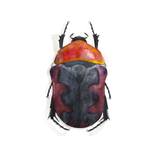 Beetle 8 by Offko Pazhina