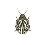 Beetle 9 by Offko Pazhina