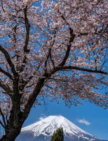 Mount Fuji and Cherry Blossoms thumb
