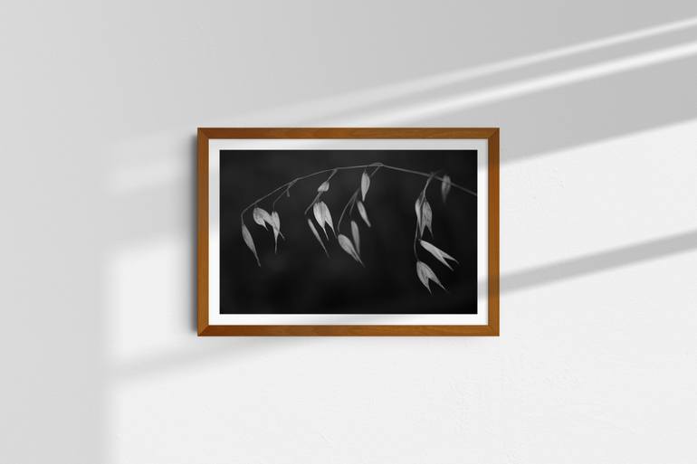 Original Contemporary Botanic Photography by Tal Paz-Fridman