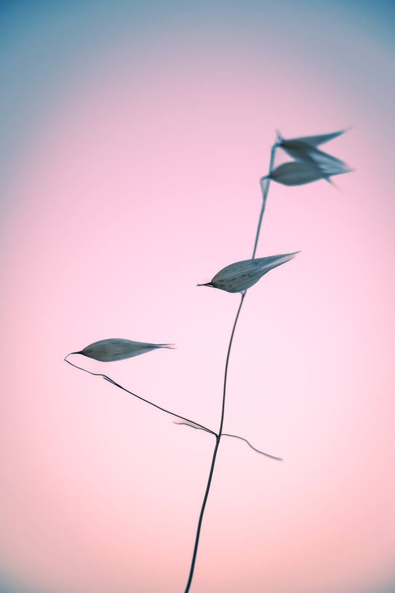 Original  Photography by tal paz-fridman