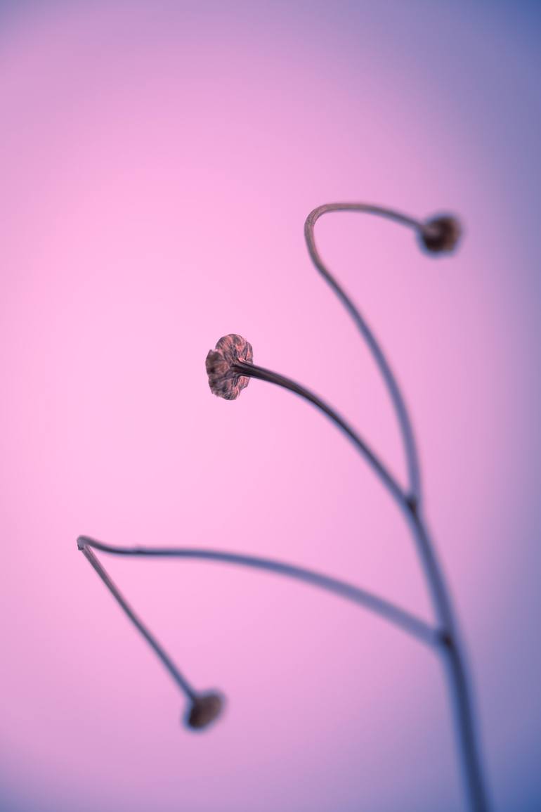 Original  Photography by tal paz-fridman