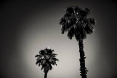 Why are palm trees so damn happy? | Limited Edition Fine Art Print 1 of 10 | 50 x 75 cm thumb