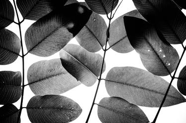 Experiments with Leaves II | Limited Edition Fine Art Print 1 of 10 | 50 x 75 cm thumb