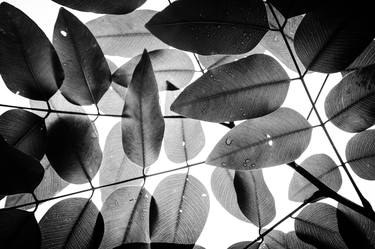 Experiments with Leaves I | Limited Edition Fine Art Print 1 of 10 | 50 x 75 cm thumb