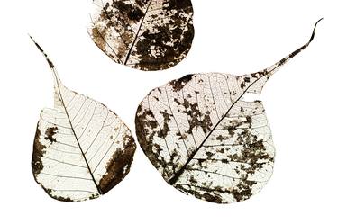 Fallen Leaves #0 | Limited Edition Fine Art Print 1 of 10 | 50 x 75 cm thumb