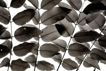 Branches and Leaves I | Limited Edition Fine Art Print 1 of 10 | 50 x 75 cm thumb