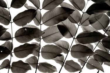 Original Botanic Photography by Tal Paz-Fridman