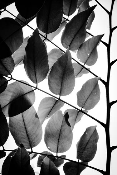 Branches and Leaves II | Limited Edition Fine Art Print 1 of 10 | 75 x 50 cm thumb