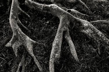 Roots II | Limited Edition Fine Art Print 1 of 10 | 50 x 75 cm thumb