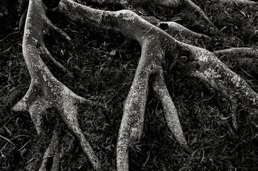 Original Documentary Tree Photography by Tal Paz-Fridman
