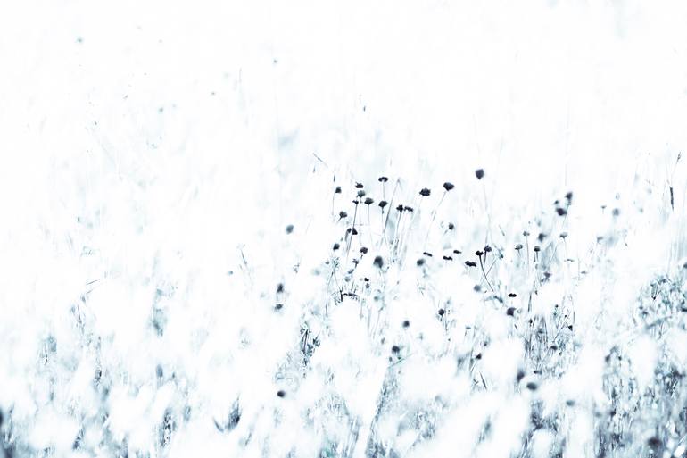 Print of Abstract Botanic Photography by Tal Paz-Fridman