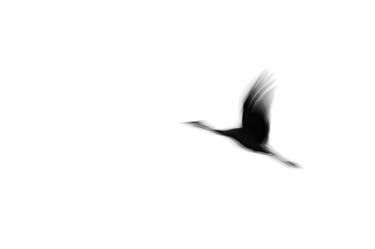 Crane(s) I | Limited Edition Fine Art Print 1 of 10 | 50 x 75 cm thumb