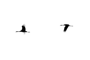 Crane(s) II | Limited Edition Fine Art Print 1 of 10 | 50 x 75 cm thumb