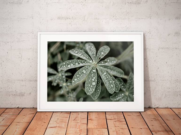 Original Documentary Botanic Photography by Tal Paz-Fridman