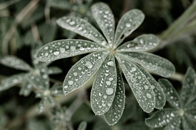 Print of Documentary Botanic Photography by Tal Paz-Fridman