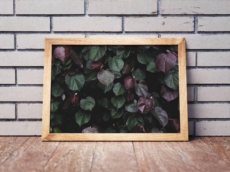 Original Documentary Botanic Photography by Tal Paz-Fridman