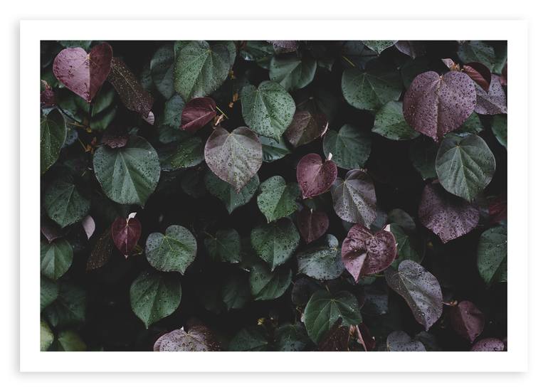 Original Documentary Botanic Photography by Tal Paz-Fridman