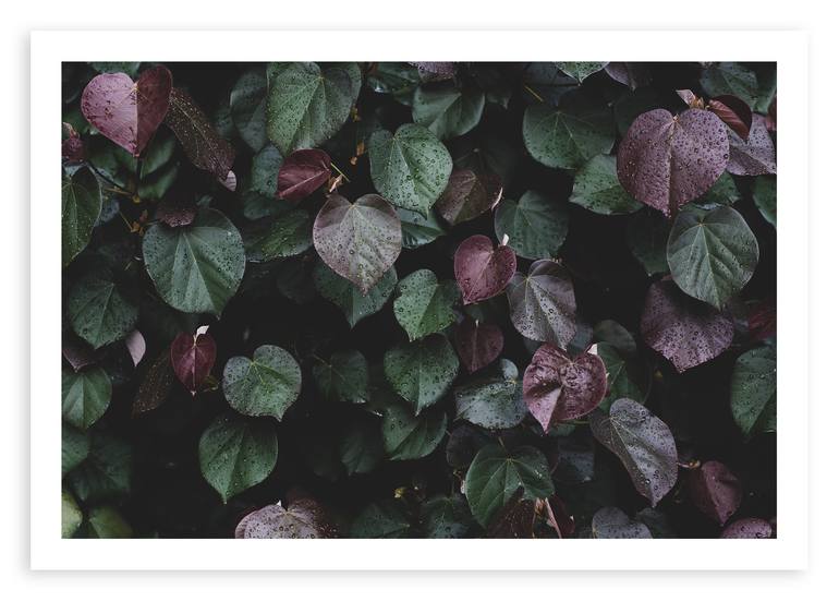 Original Documentary Botanic Photography by Tal Paz-Fridman