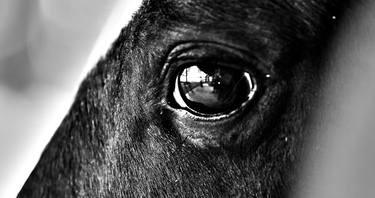 Horse Eyes - Limited Edition 1 of 5 thumb