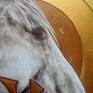 Horse portrait