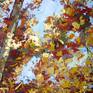 Gold and yellow ocre leaves