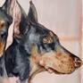 Doberman sight