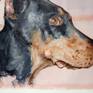 Doberman portrait