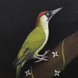 Green Woodpecker by Gyula Szabo