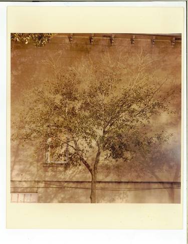 Original Street Art Tree Photography by Geoffrey Ellis Aronson